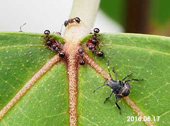 蟻とカメムシ